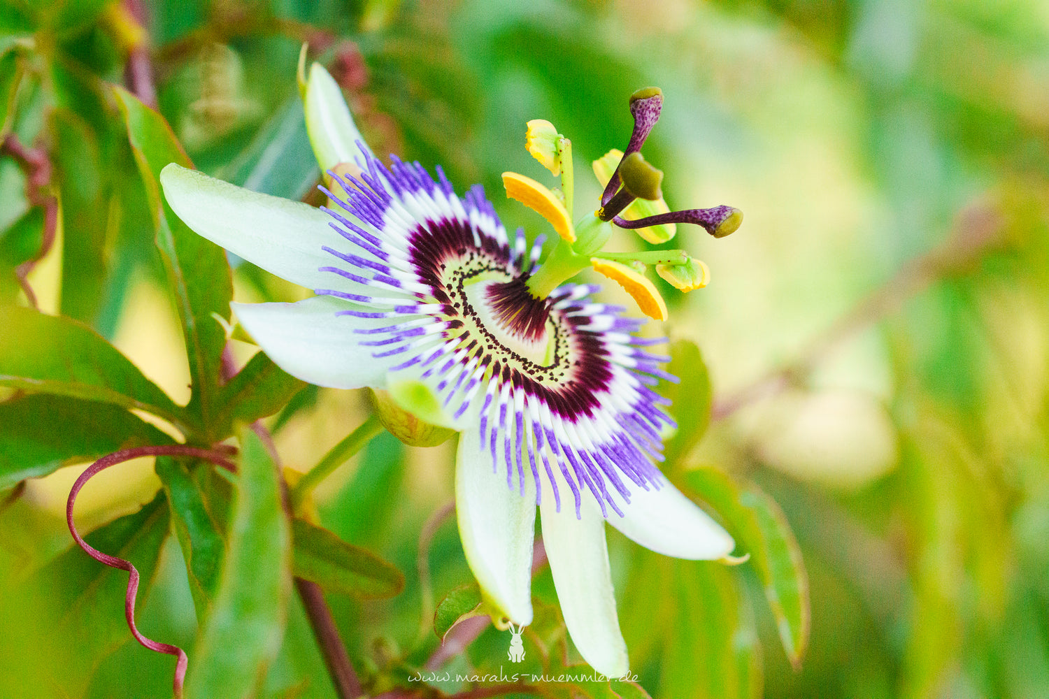 Makroaufnahme der Blüte einer Passionsblume