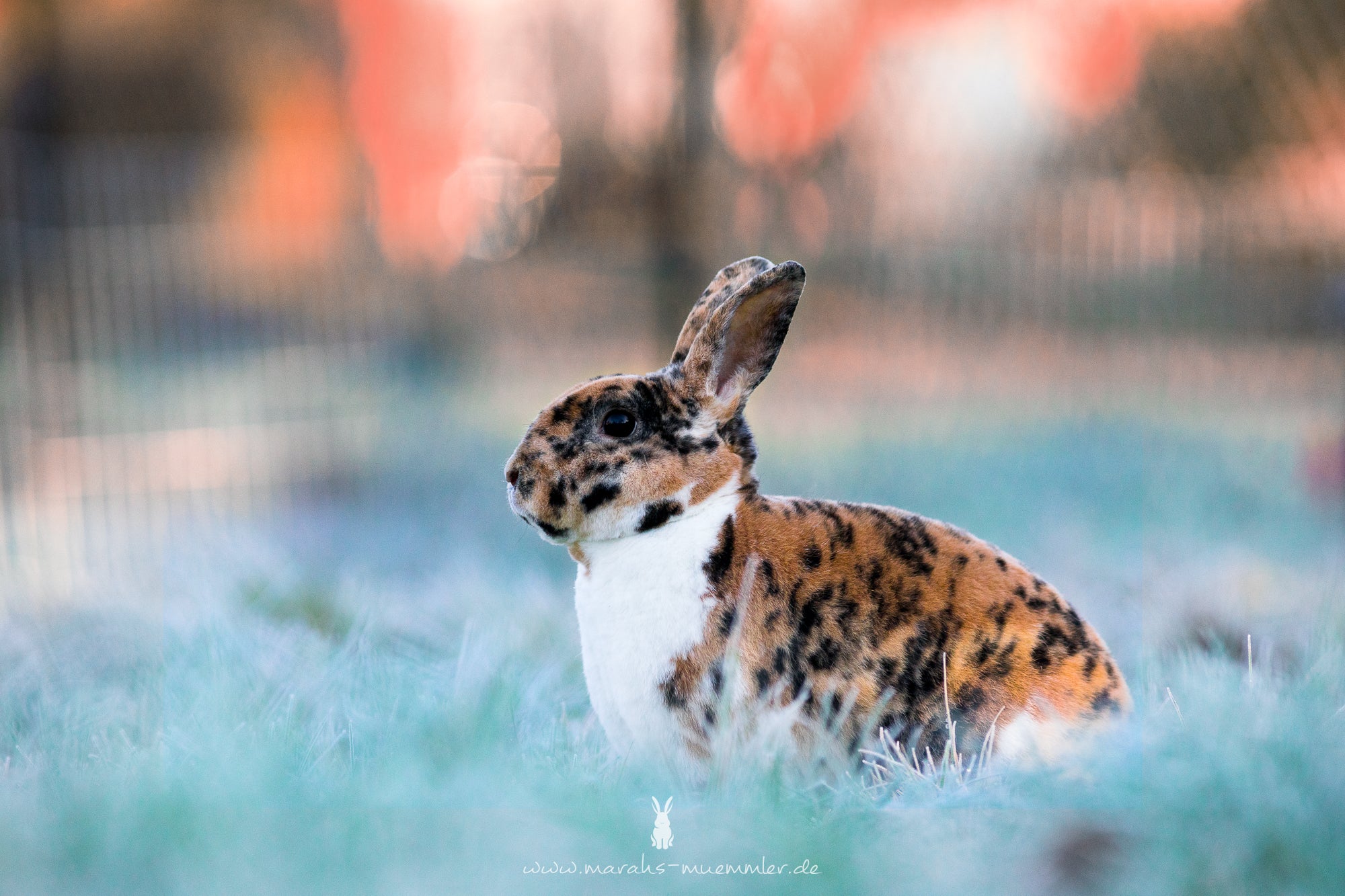 Kaninchen im Morgentau, artgerecht fotografiert