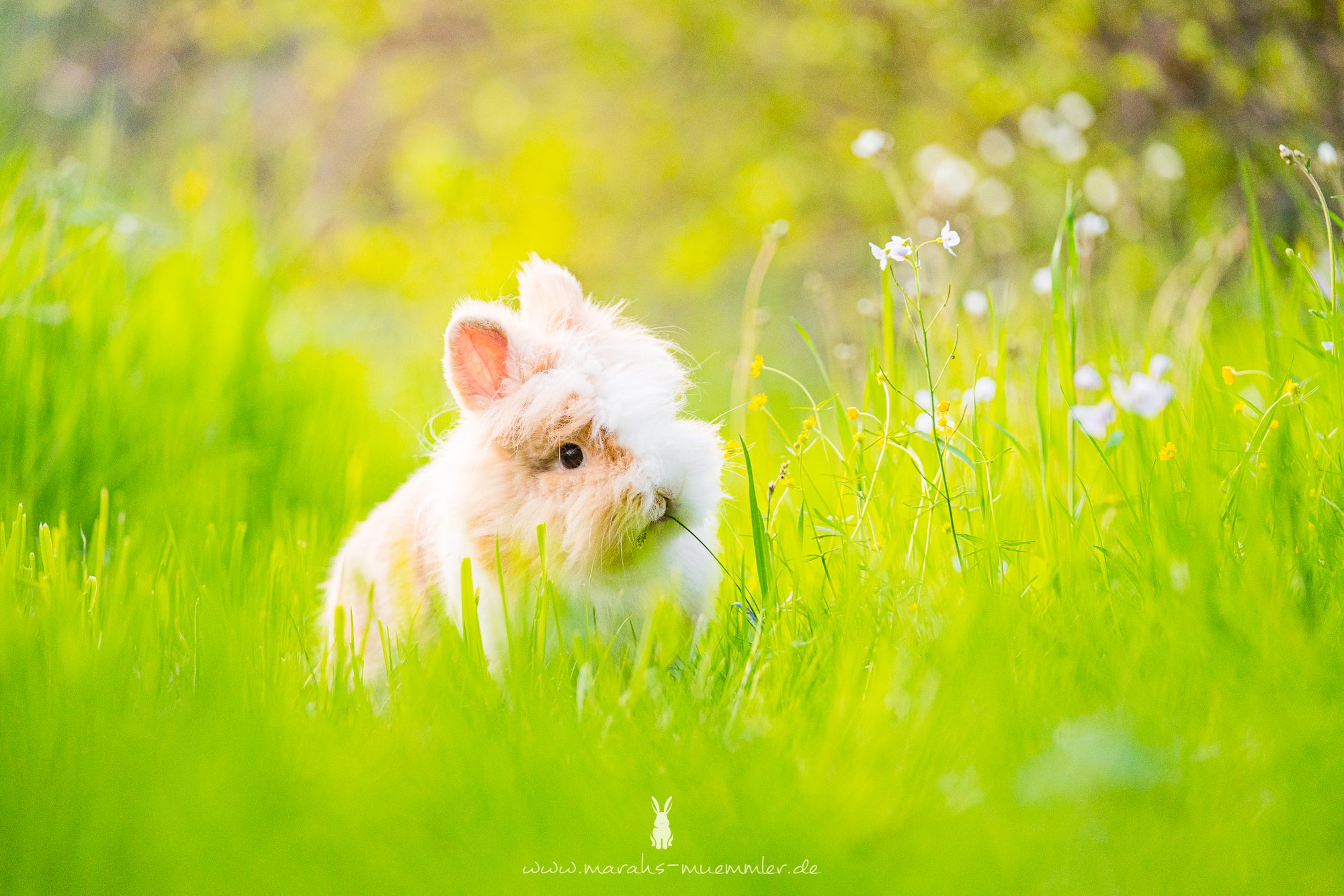 Kaninchen in Frühjahrswiese, artgerecht fotografiert