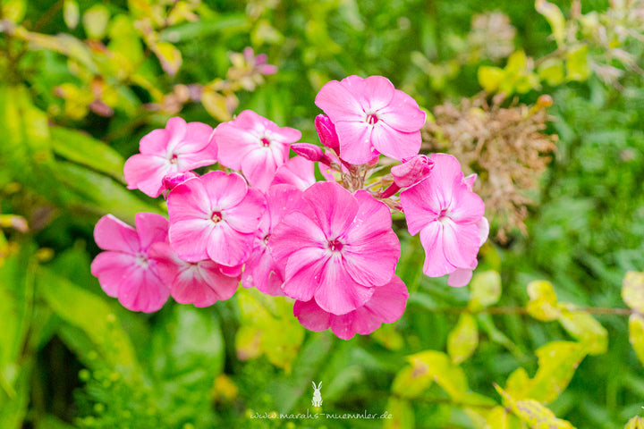 Blütenaufnahme eines Phlox.